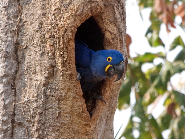 Hyacinth Macaw hyacinth_macaw_206512.psd