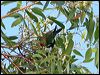 little_lorikeet_64389