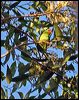 little_lorikeet_64475