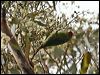 little_lorikeet_86744