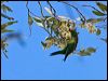 little_lorikeet_86827