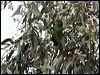 little_lorikeet_87019