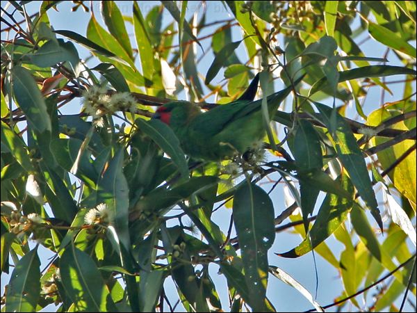 Little Lorikeet little_lorikeet_64349.psd