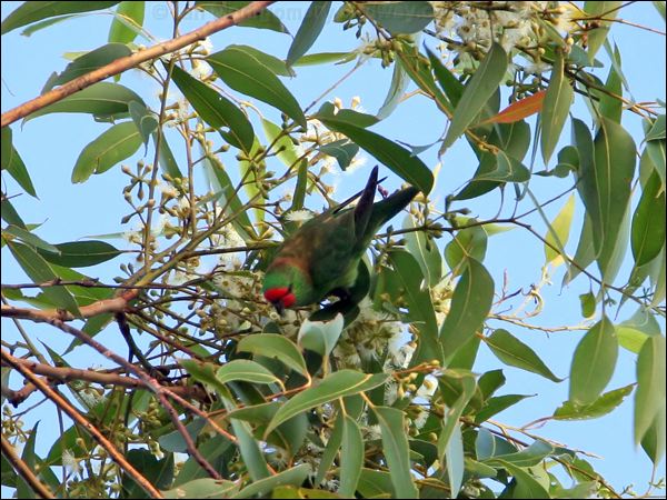Little Lorikeet little_lorikeet_64389.jpg
