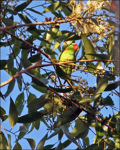 Little Lorikeet little_lorikeet_64475.psd