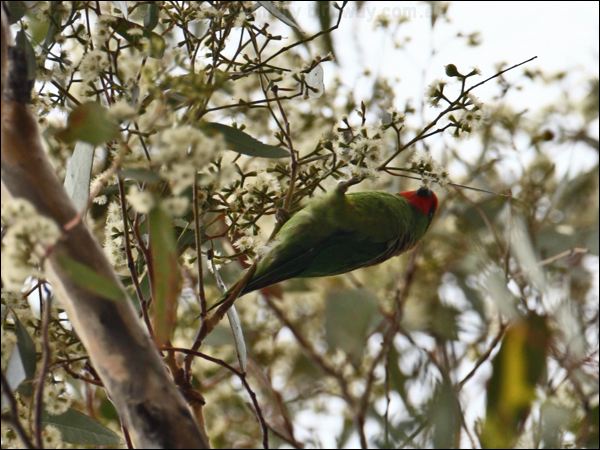 Little Lorikeet little_lorikeet_86744.psd