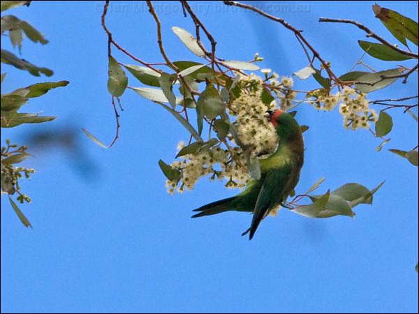 Little Lorikeet little_lorikeet_86827.psd