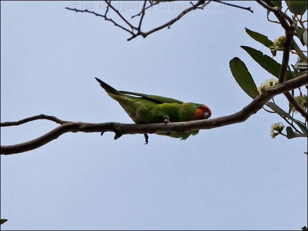 Little Lorikeet little_lorikeet_86880.psd