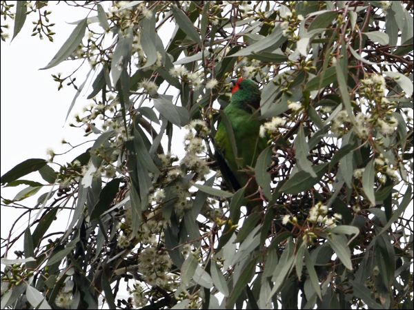 Little Lorikeet little_lorikeet_87019.psd