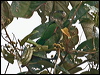 maroontail_parakeet_25217