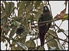 Click here to enter gallery and see photos of Maroon-tailed Parakeet