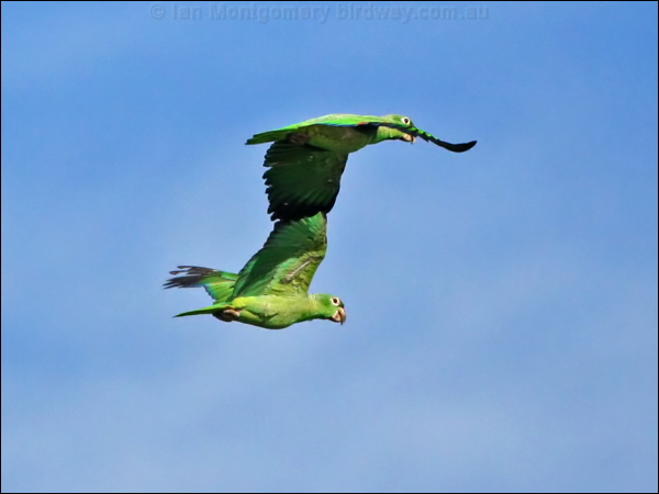 Southern Mealy Amazon mealy_parrot_26405.psd