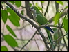 Click here to enter gallery and see photos of gallery and see photos of Monk Parakeet
