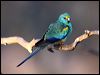 Click here to enter gallery and see photos of Mulga Parrot
