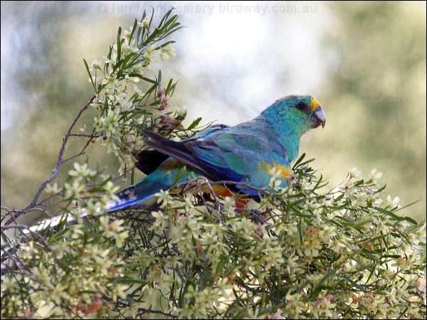 Mulga Parrot mulga_parrot_82948.psd