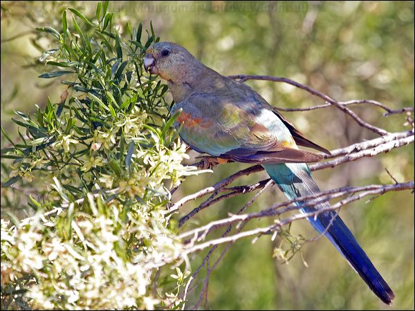 Mulga Parrot mulga_parrot_82958.psd