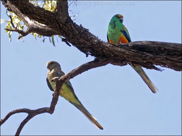 Mulga Parrot mulga_parrot_82997.psd