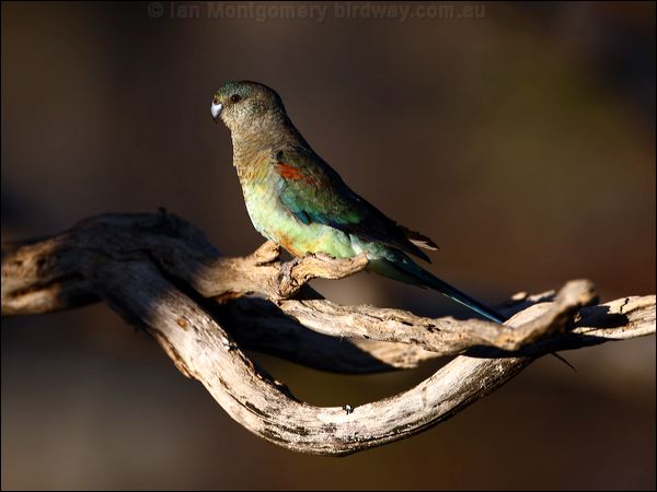 Mulga Parrot mulga_parrot_88567.psd