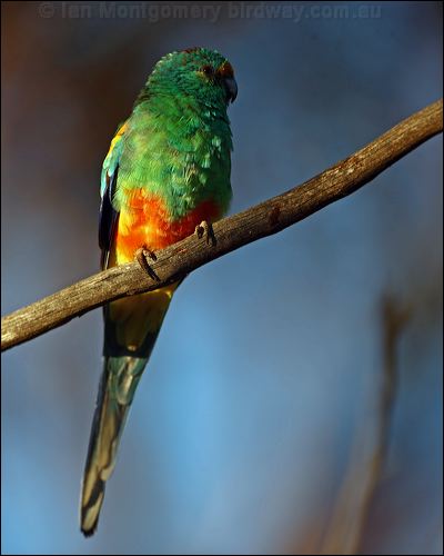 Mulga Parrot mulga_parrot_88578.psd
