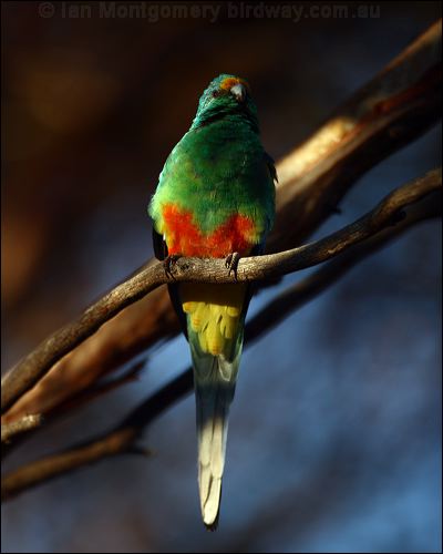 Mulga Parrot mulga_parrot_88589.psd