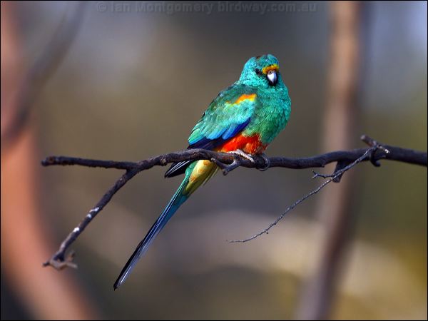 Mulga Parrot mulga_parrot_88761.psd