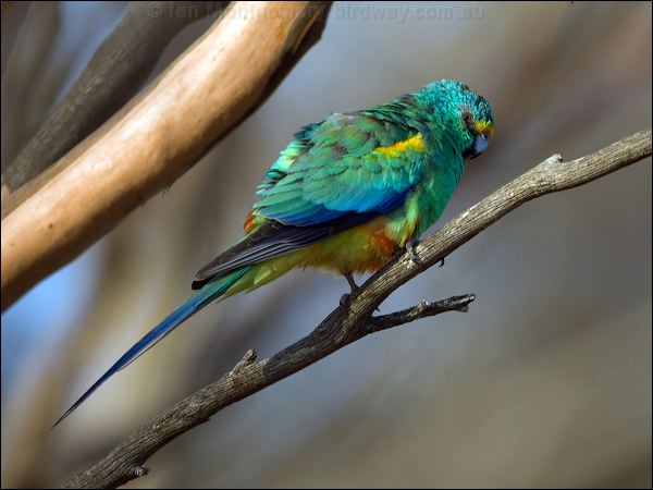 Mulga Parrot mulga_parrot_88783.psd