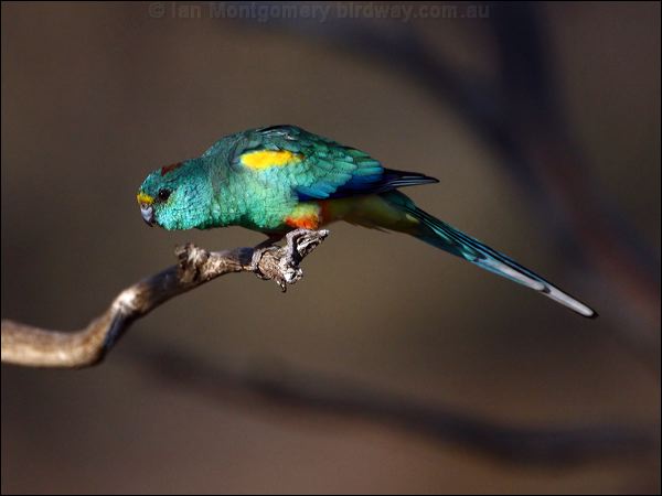Mulga Parrot mulga_parrot_88793.psd