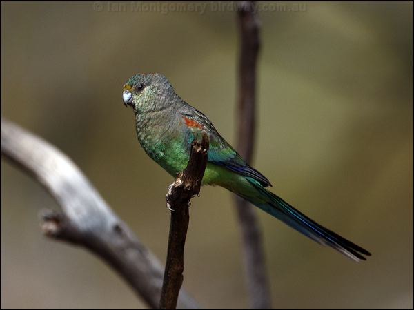 Mulga Parrot mulga_parrot_88971.psd