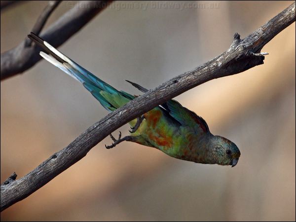 Mulga Parrot mulga_parrot_89262.psd