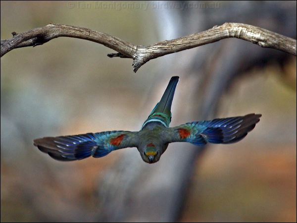 Mulga Parrot mulga_parrot_89393.psd