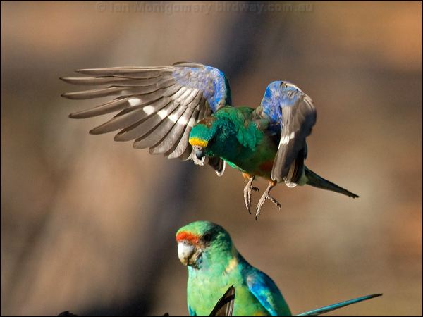 Mulga Parrot mulga_parrot_89617.psd