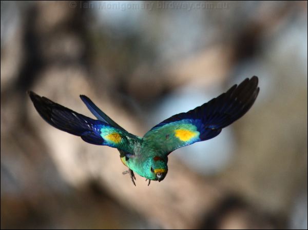 Mulga Parrot mulga_parrot_89627.psd