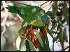 Click here to enter gallery and see photos of Musk Lorikeet
