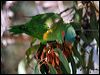 musk_lorikeet_87486