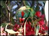 musk_lorikeet_87501