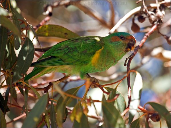 Musk Lorikeet musk_lorikeet_87476.psd
