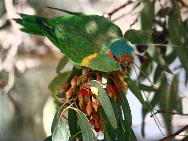 Musk Lorikeet musk_lorikeet_87481.psd