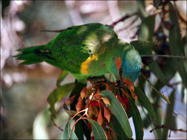 Musk Lorikeet musk_lorikeet_87486.psd