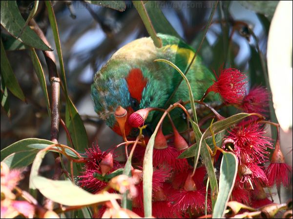 Musk Lorikeet musk_lorikeet_87501.psd