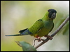 nanday_parakeet_202181
