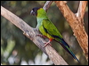 nanday_parakeet_202200
