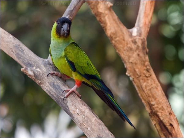 Nanday Parakeet nanday_parakeet_202199.psd