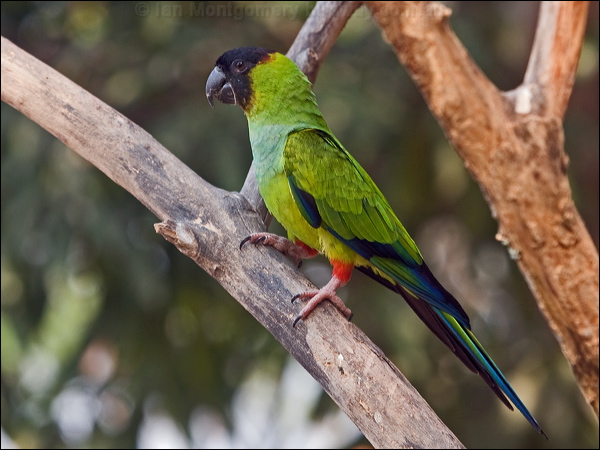 Nanday Parakeet nanday_parakeet_202200.psd