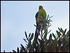 Click here to enter gallery and see photos of gallery and see photos of New Caledonian Parakeet