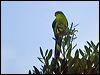 new_cal_parakeet_165950