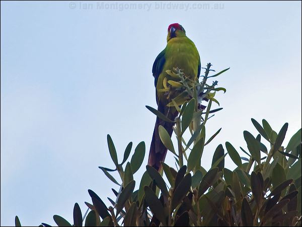 New Caledonian Parakeet new_cal_parakeet_165949.psd
