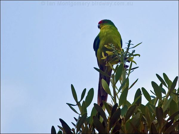 New Caledonian Parakeet new_cal_parakeet_165950.psd