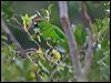 norfolk_parakeet_129963