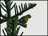 norfolk_parakeet_129993