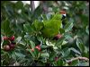 norfolk_parakeet_140555